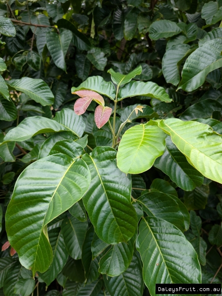Close up of new growth on a santol tree