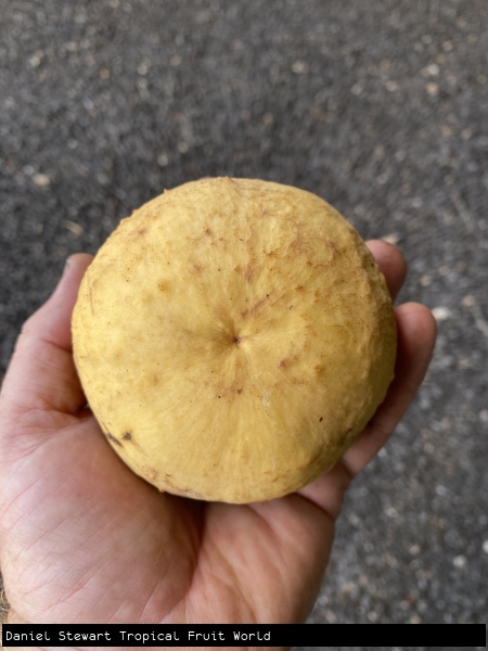 Ripe Yellow skin of Sweet Santol