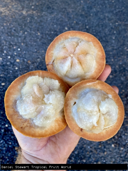 Halved Sweet Santol Fruit showing oxidation of rind and ripe white flesh ready for eating