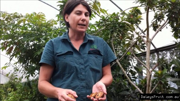 Taste of Sapodilla