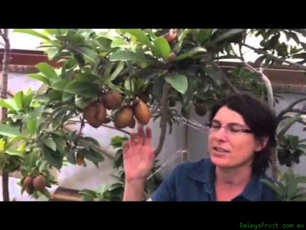Grafted Sapodilla Tree