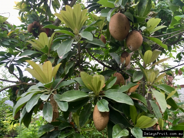 BK110 cultivar fruiting in Daleys Biodome