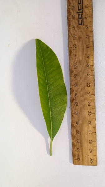 Leaf of the Sapodilla - Krasuey