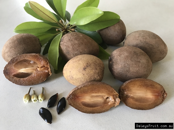 Krasuey sapodilla display shown with fruit split in half to show the caramel brown flesh and each of the seeds, leaves and flowers