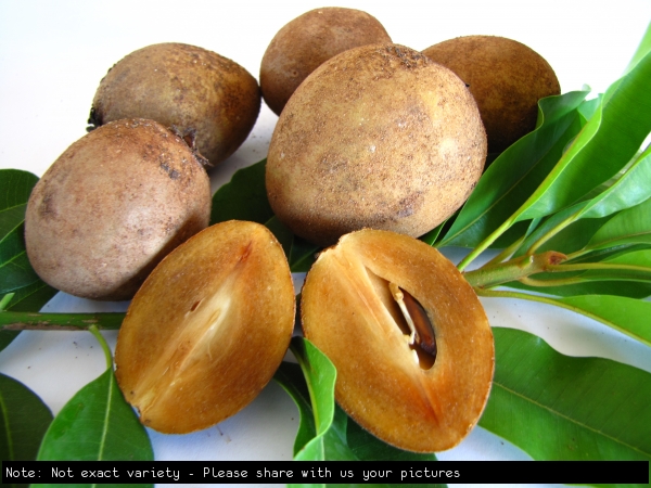 Sapodilla