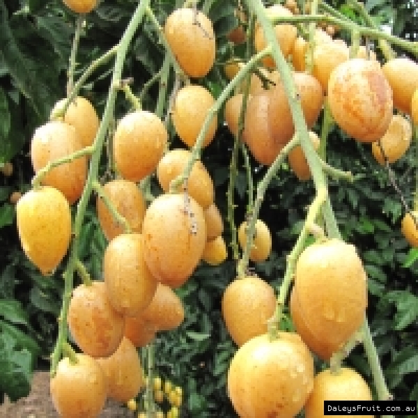 Clumps of Ripe fruit hanging in bunches