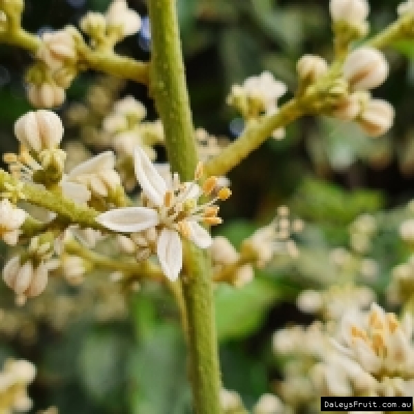 Flower clusters on Guy Sam Wampees before a prolific fruiting season