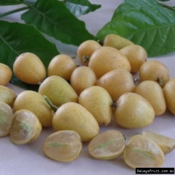 Wampee fruit cut showing clear succulent flesh