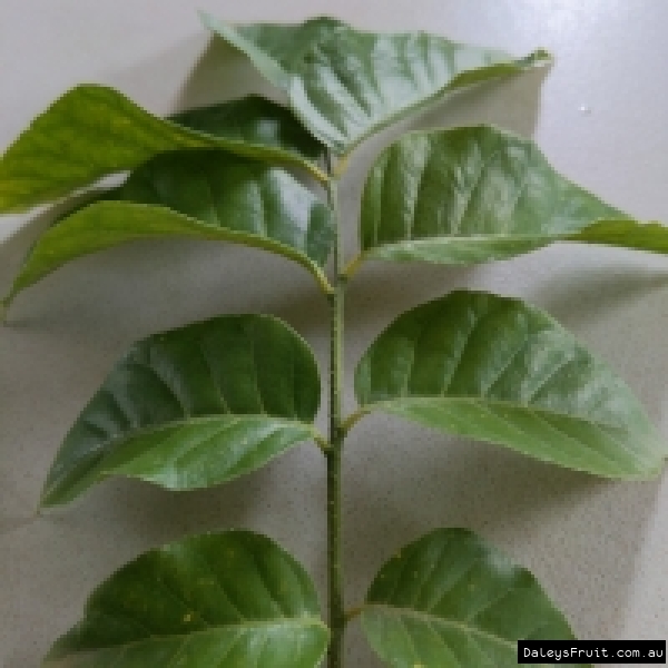 Wampee Yeem Pay Leaves