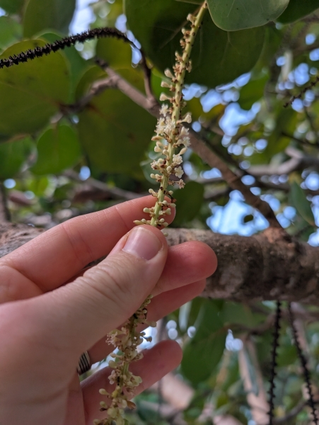 Male flowers held in front of sea grape foliage