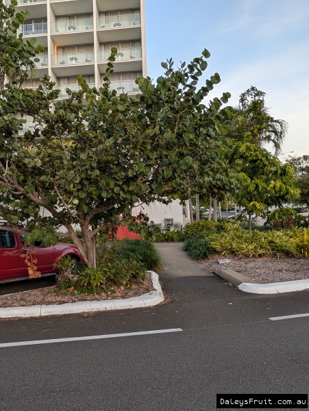 Sea grape arching over pathway on Cairns roadside