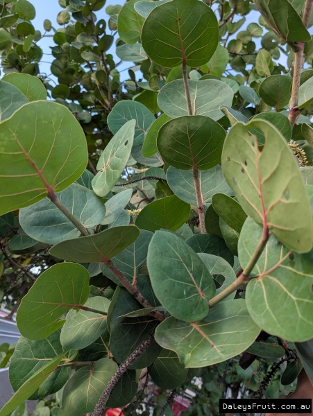 Sea grape foliage showing beautiful round leaves