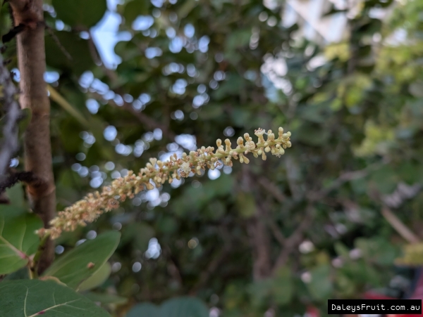 Male Sea grape flowers opening on racemes on the tree