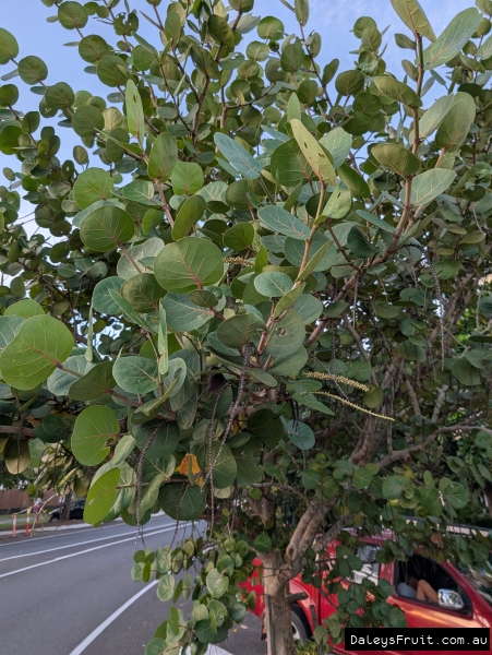 Sea grape branch structure showing round leaves and spent flower stalks