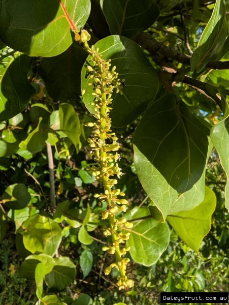 Male flowers  and unopened buds in front of seagrape leaves