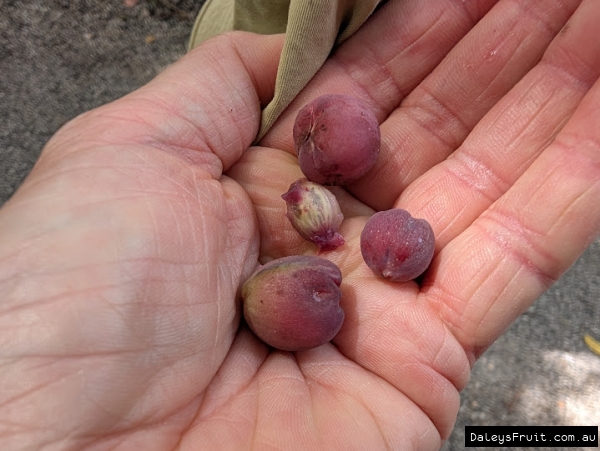 Sea Grape Fruit in hand