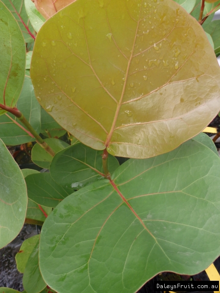 Sea Grape ornamental leaves