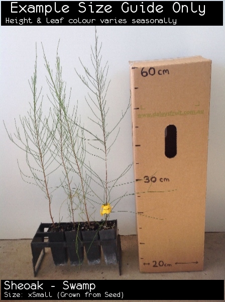 Sheoak - Swamp For Sale (Size: xSmall) (Grown from Seed)