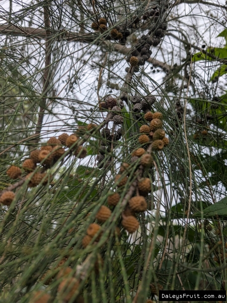 Branches loaded with cones and needle like leaflets on a Casuarina