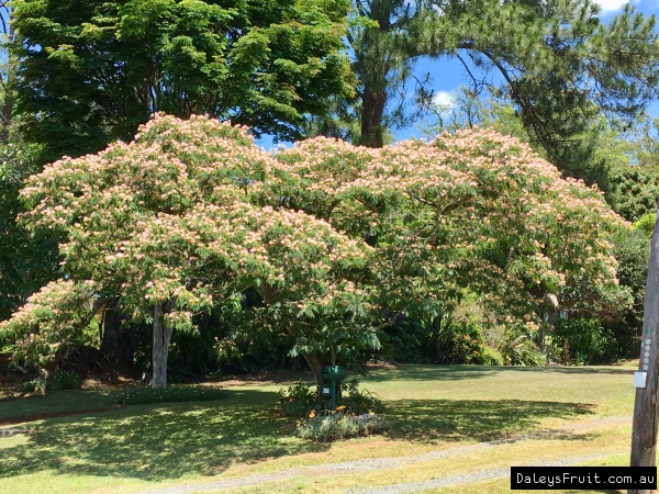 Silk Tree Tree Albizzia Julibrissin Rosea