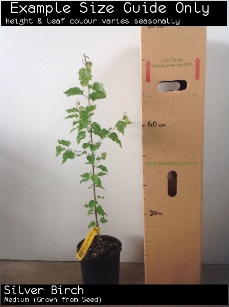 Silver Birch For Sale (Medium)