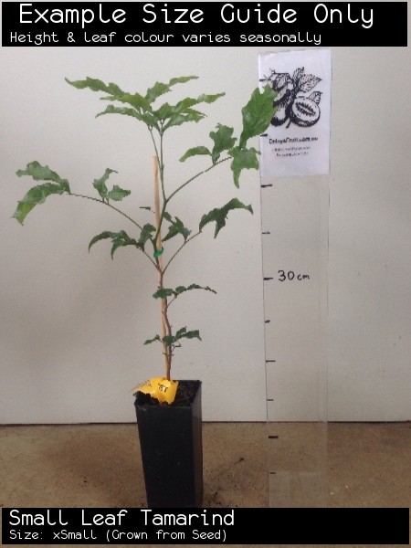 Small Leaf Tamarind For Sale (Size: xSmall) (Grown from Seed)