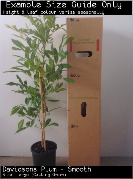 Davidsons Plum - Smooth For Sale (Size: Large) (Cutting Grown)