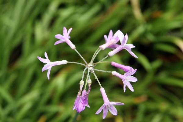 Society Garlic Flowers