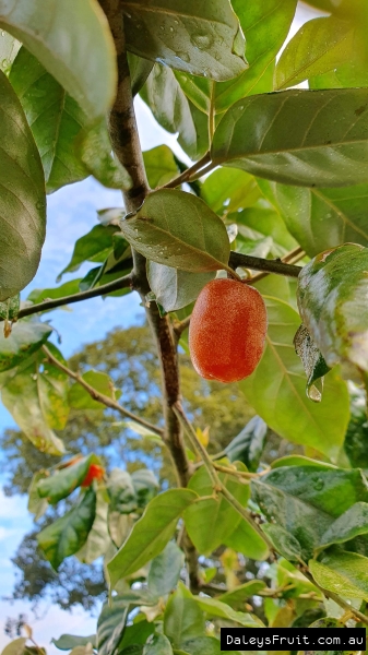 Soh-Shang ripe and ready to eat picked fresh of the tree