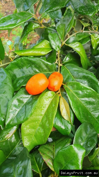 Soh-Shang ripe and ready to eat picked fresh of the tree By DaleysFruit.com.au [All Rights Reserved]