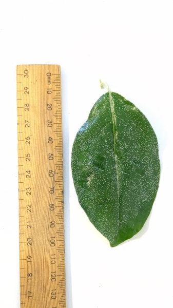 Leaf of the Soh Shang