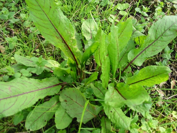 Buy Red vein Sorrel Plants - Rumex sanguineus