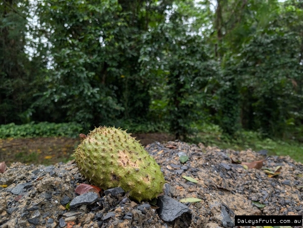 Ripe Soursop fruit against forest background
