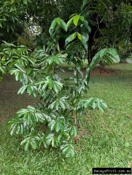 Soursop tree showing glossy foliage
