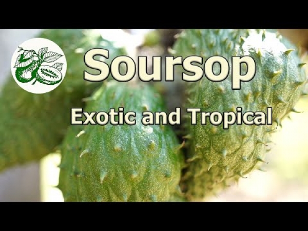 Soursop Kath Kath