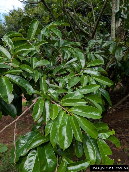 Fiberless sousop leaves showing slight blue tinge that differentiates between varieties