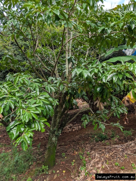 Low growth form on a fiberless soursop