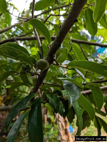 Closed flower bud on Cuban Fibreless soursop uder leaf canopy