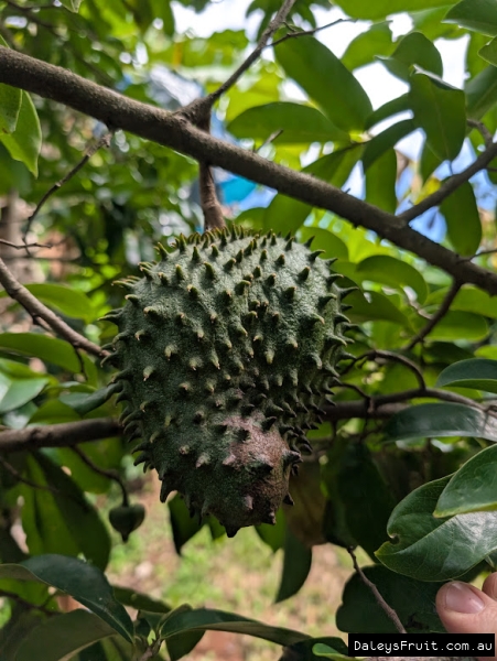 Green, spiky fruit developing under leaf canopy of cuban fibreless soursop