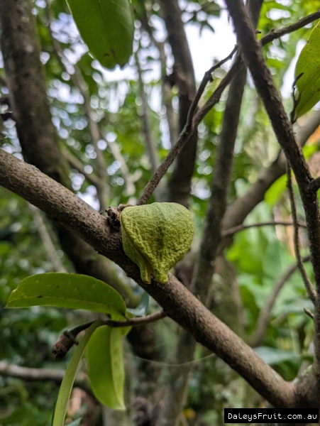 Close up of flower opening on fibreless Soursop