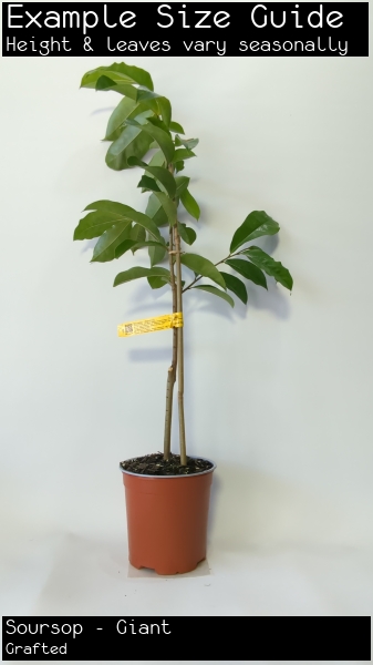 Soursop - Giant For Sale