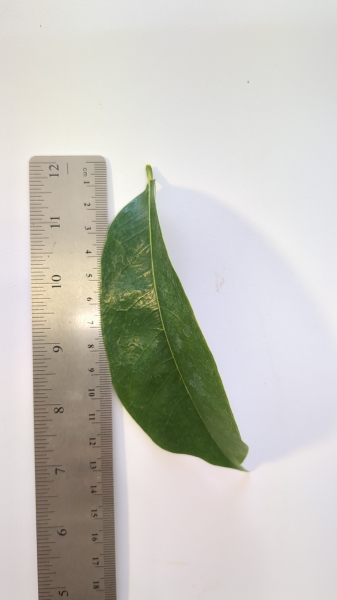 Leaf of the Soursop - Giant