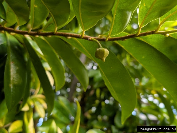 Flower development on a Golden Soursop Tree Australia