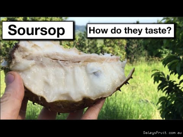 Soursop tasting of the grafted soursop Kyogle fruit tree for sale