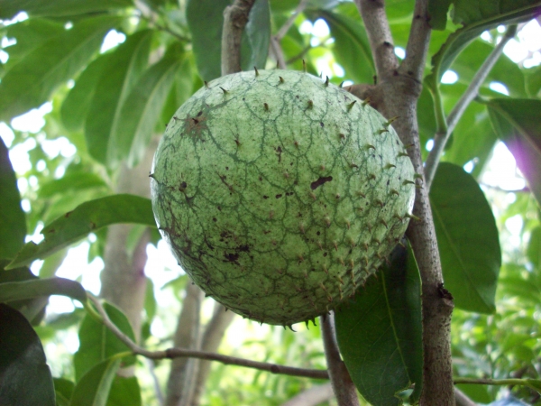 Buy Mountain Soursop Fruit Trees (Annona montana)