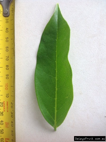 Leaf of the Soursop Mountain