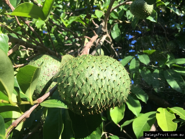 Buy Mountain Soursop Fruit Trees (Annona montana)