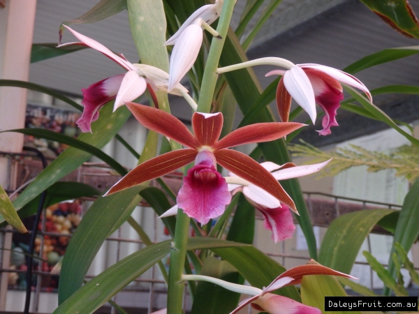 Southern Swamp Orchid