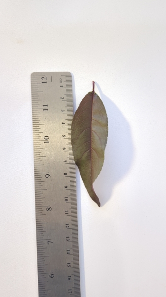 Leaf of the Spicezee - Nectarine x Plum