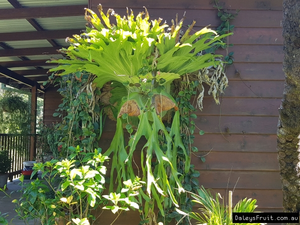 You can be inventive where you grow your staghorns they are an impressive feature plant